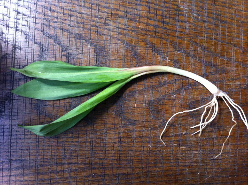 Ramps 2